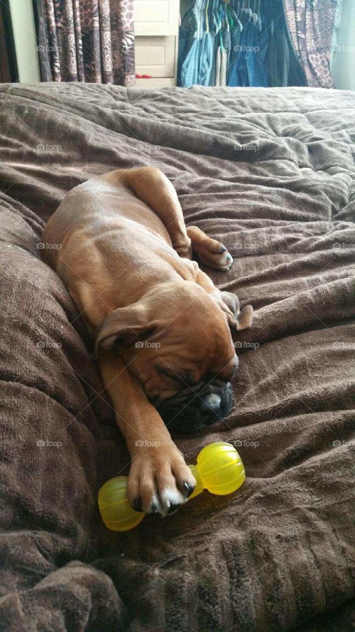 Sleeping Puppy. Sleeping Boxer puppy Tank with his favorite toy!
