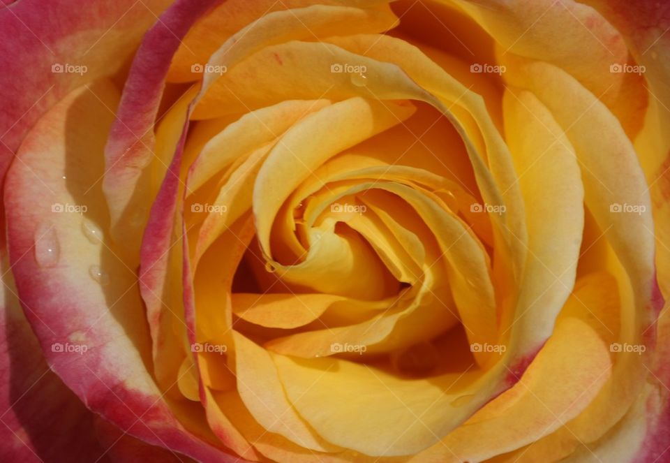 Macro shot of a rose