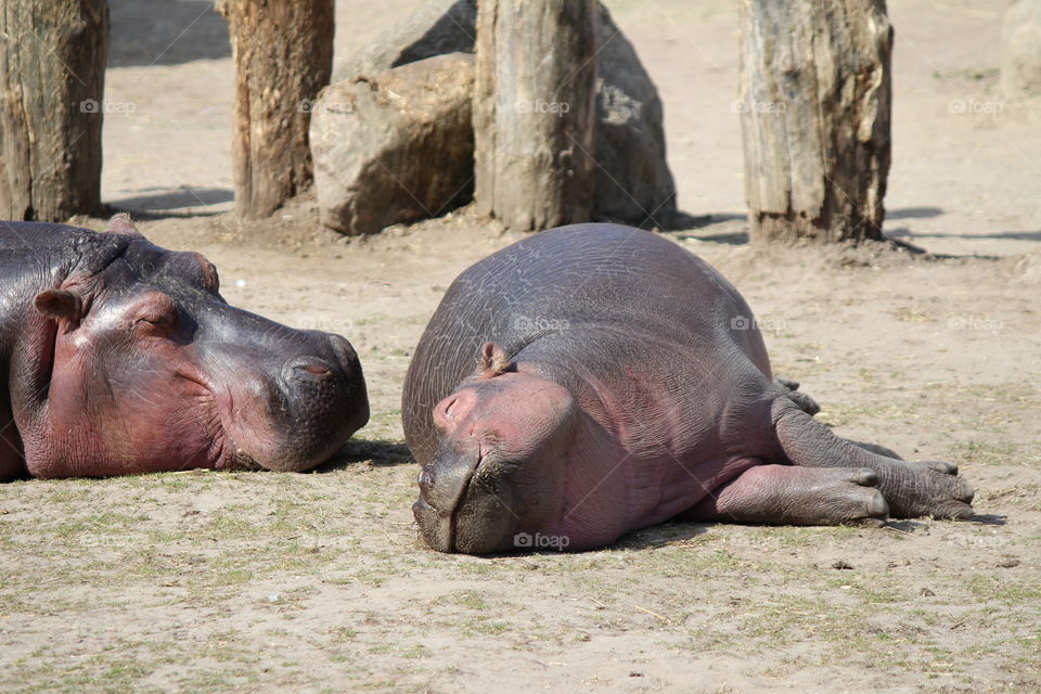 Sleeping hippo