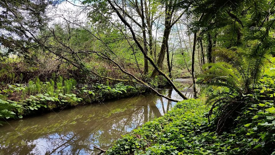 Spring time in forest. Stream flowing through a green forest.