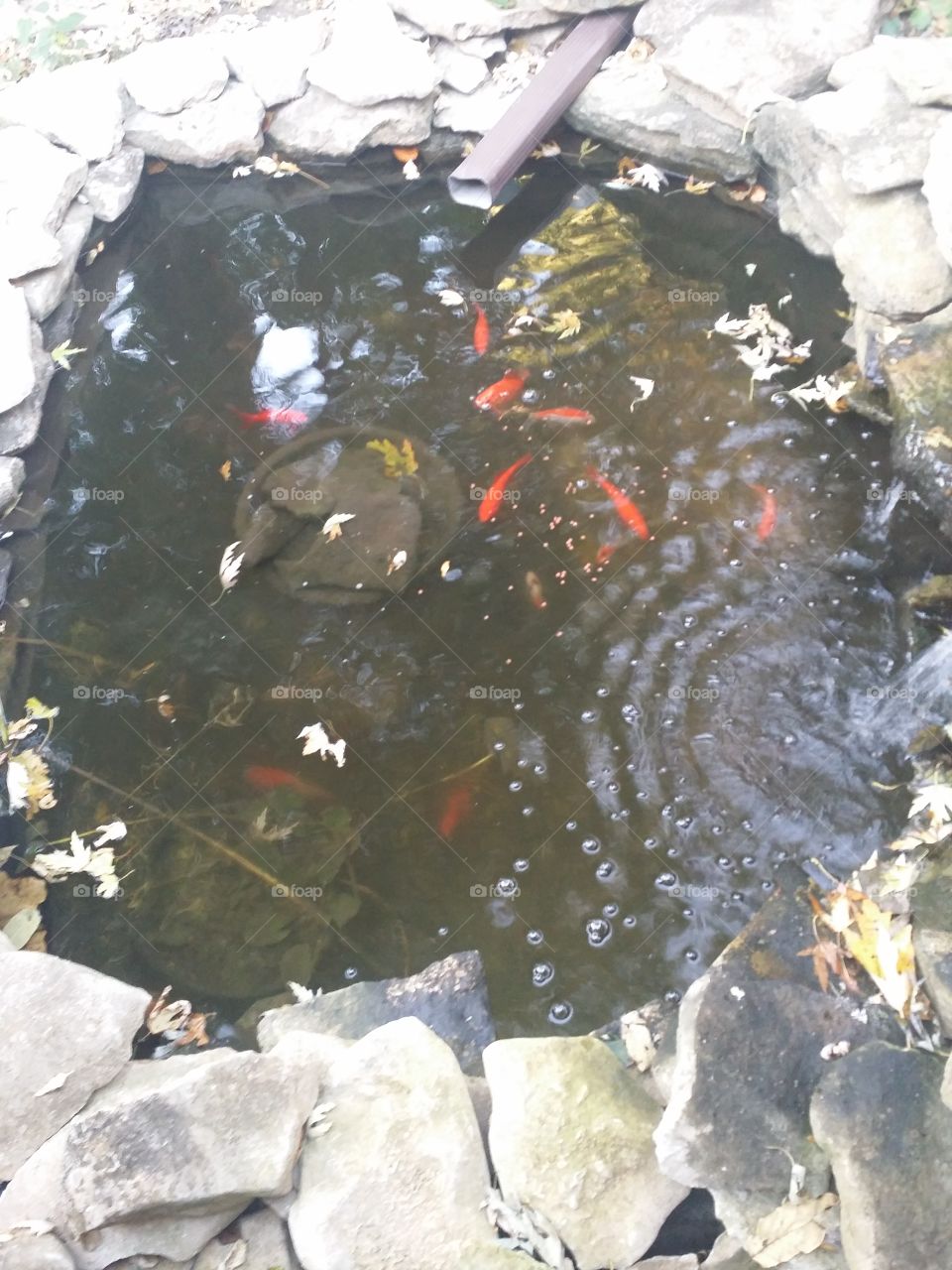 Gold Fish pond