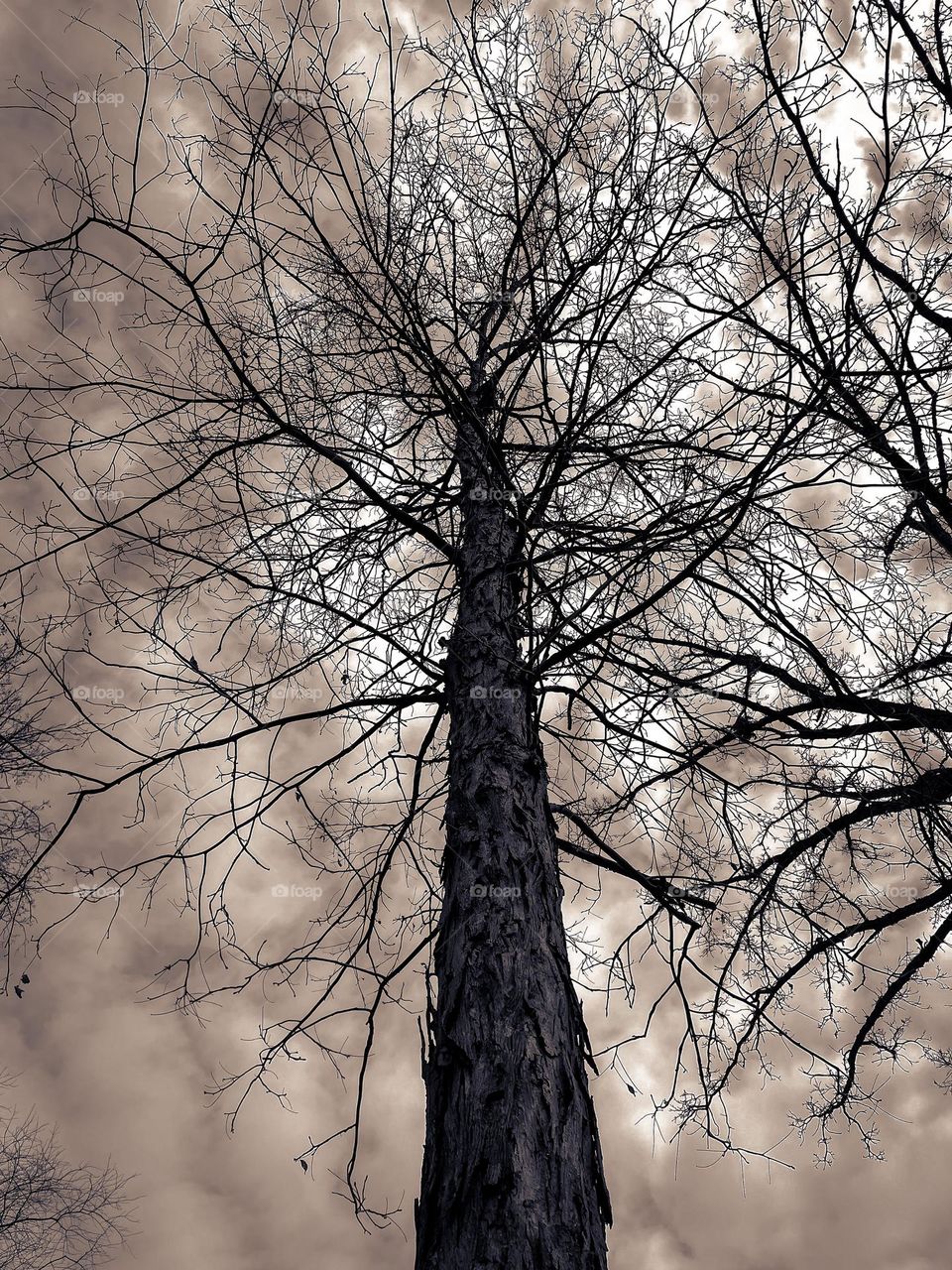 Tree bark sticks branches clouds creepy spooky Moody photography photo iPhone phone plant no leaves fall winter branch gloomy cool tones texture upwards View nature Outdoors