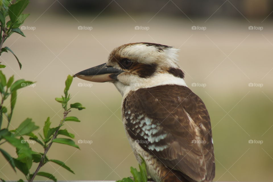 Laughing Kookaburra