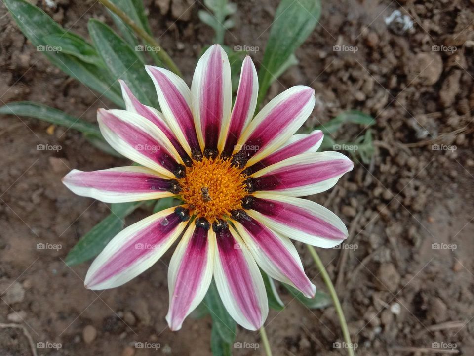 Winter flower awesome