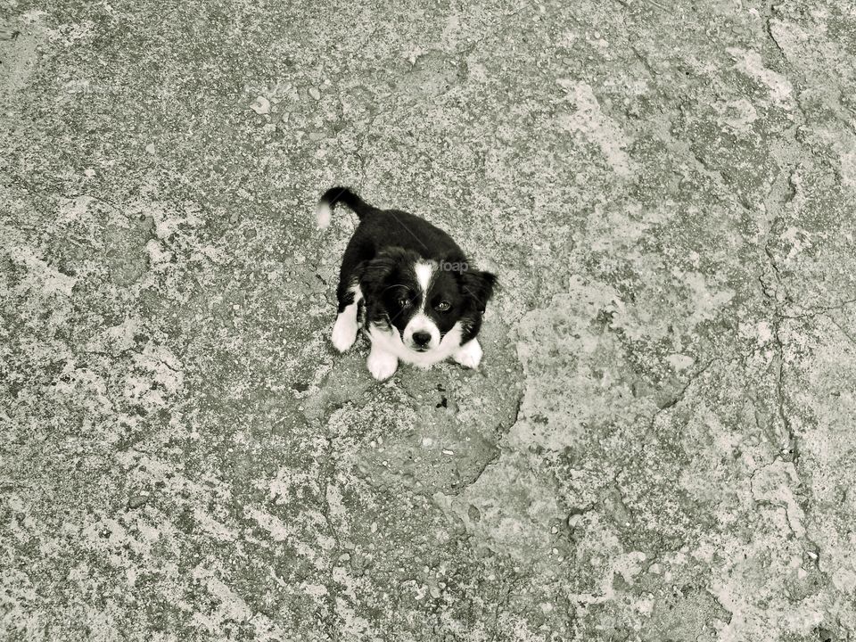 small dog :)