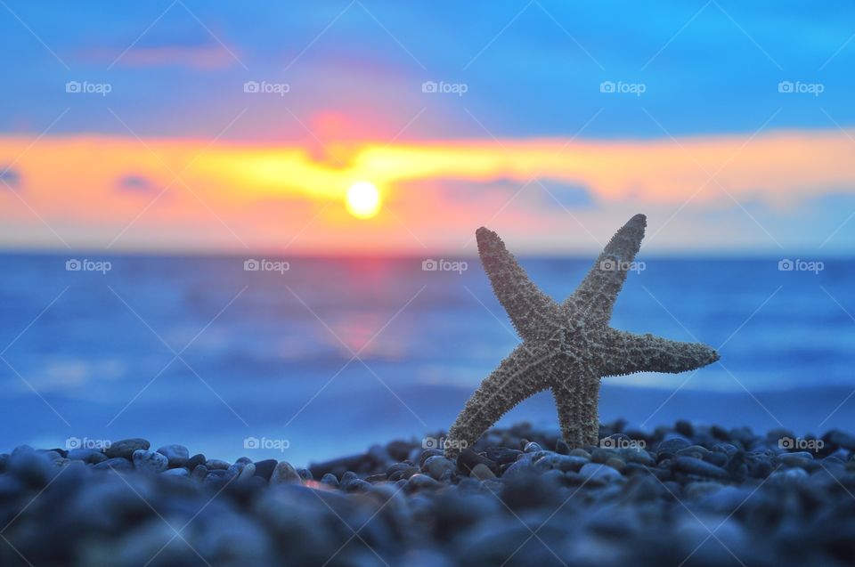 Starfish 