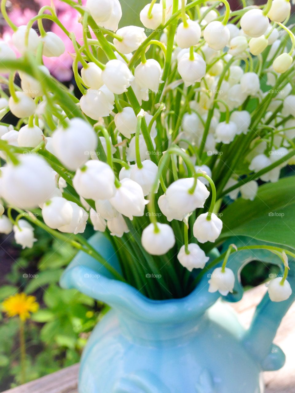 lilies of the valley close-up