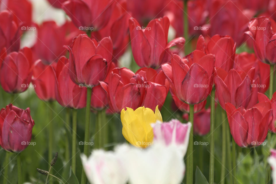 yellow flower red white by nader_esk