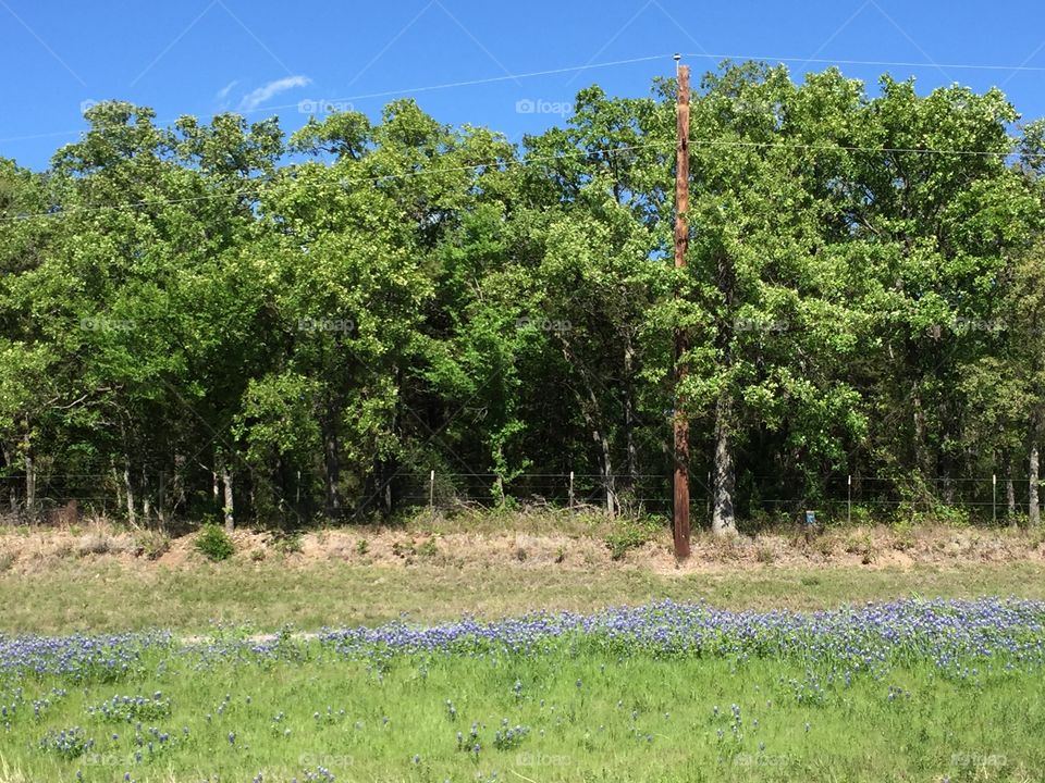 Texas Bluebonnets