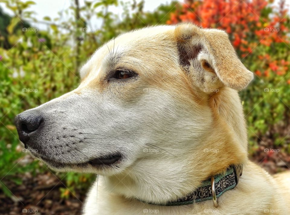 Yellow Lab Dog. Happy Yellow Lab Family Pet
