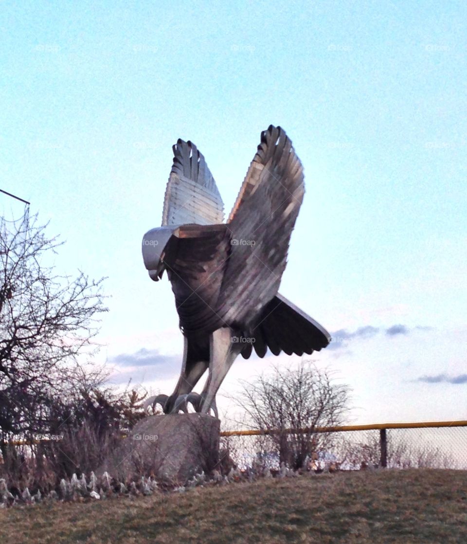 Hawk on the University of Iowa campus