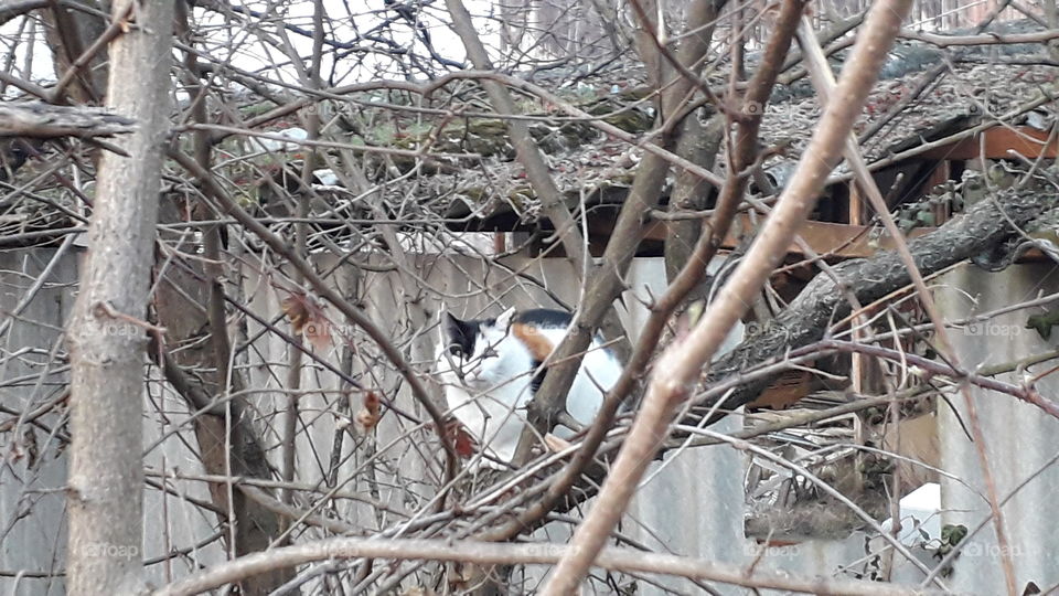 White black and red cat on a tree