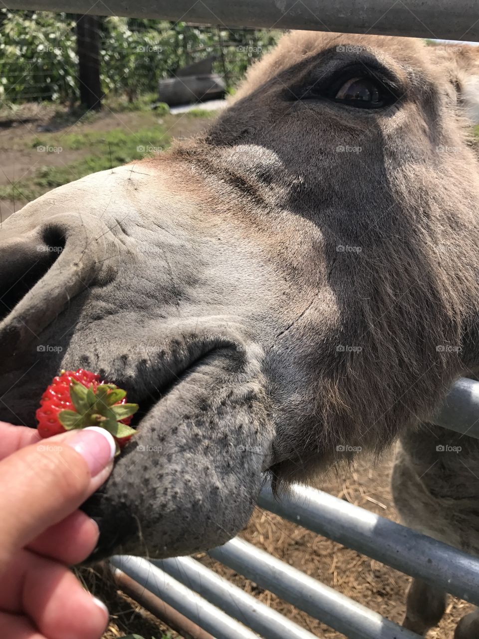 Donkey loves strawberries!