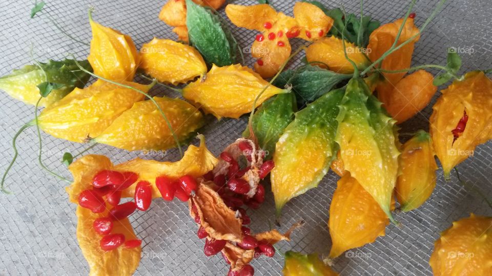 Momordica charantia L.) is a wild plant species, from the family of cucurbitáceas.originário of India and China, is a climbing plant with fruits and leaves of bitter taste. It is known to have properties that treat diabetes, wounds, both external and internal, as well as other medicinal activities such as antibiotic, antioxidant, antiviral, tonic, among many others. vegetable juice at 5% concentration in water showed to have an astonishing potential to fight against the growth of the four types of pancreatic cancers surveyed, two of which were reduced by 90%, and the others in incredible 98% only 72 hours after the treatment!
an alternative medicine alternative in the fight against cancer.
species, exotic fruit, wild plant, exotic