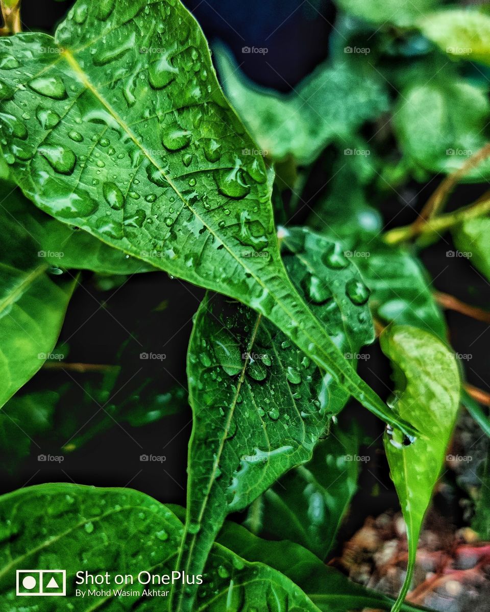 π€πΈ#Photography #morningvibes #raindrops #nature#beauty#The#perfect#beauty#of#the#pattern#that#each#raindrop#makes#as#it#joins#its#puddle#πΈπ€