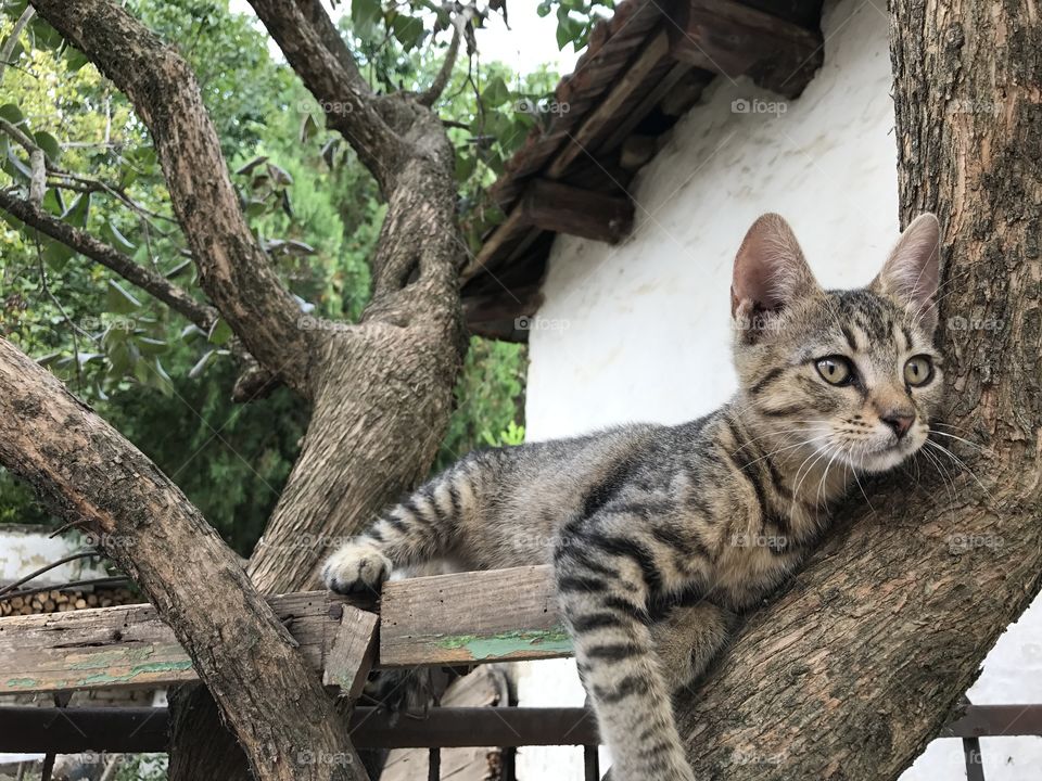 Domestic gray cat laying on the lilac tree, posing for photo. Gray cat with stripes.