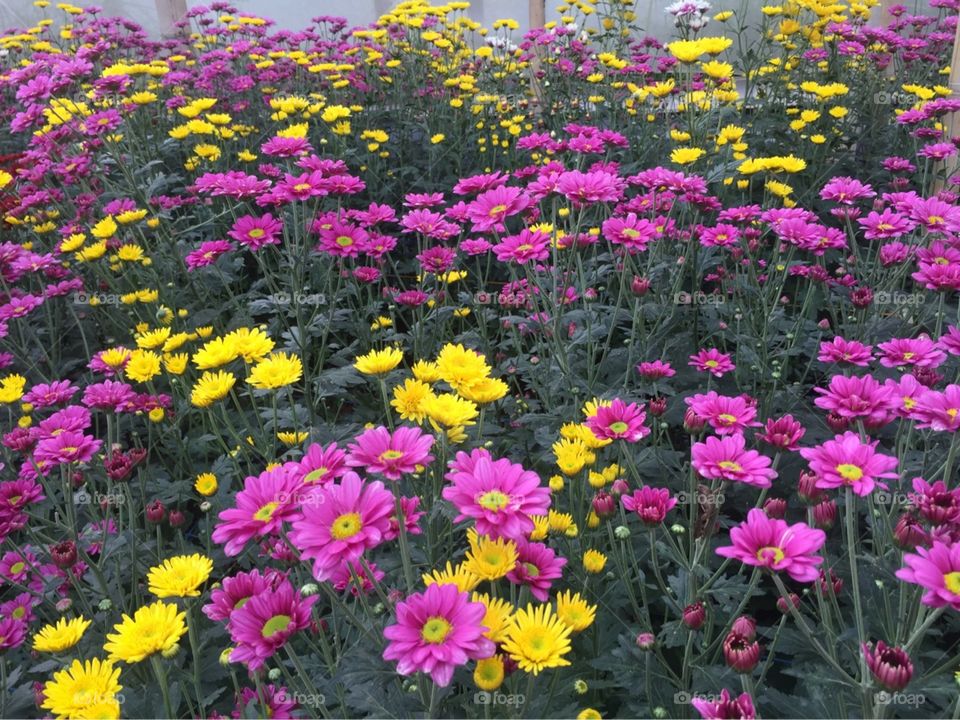 chrysanthemum flower