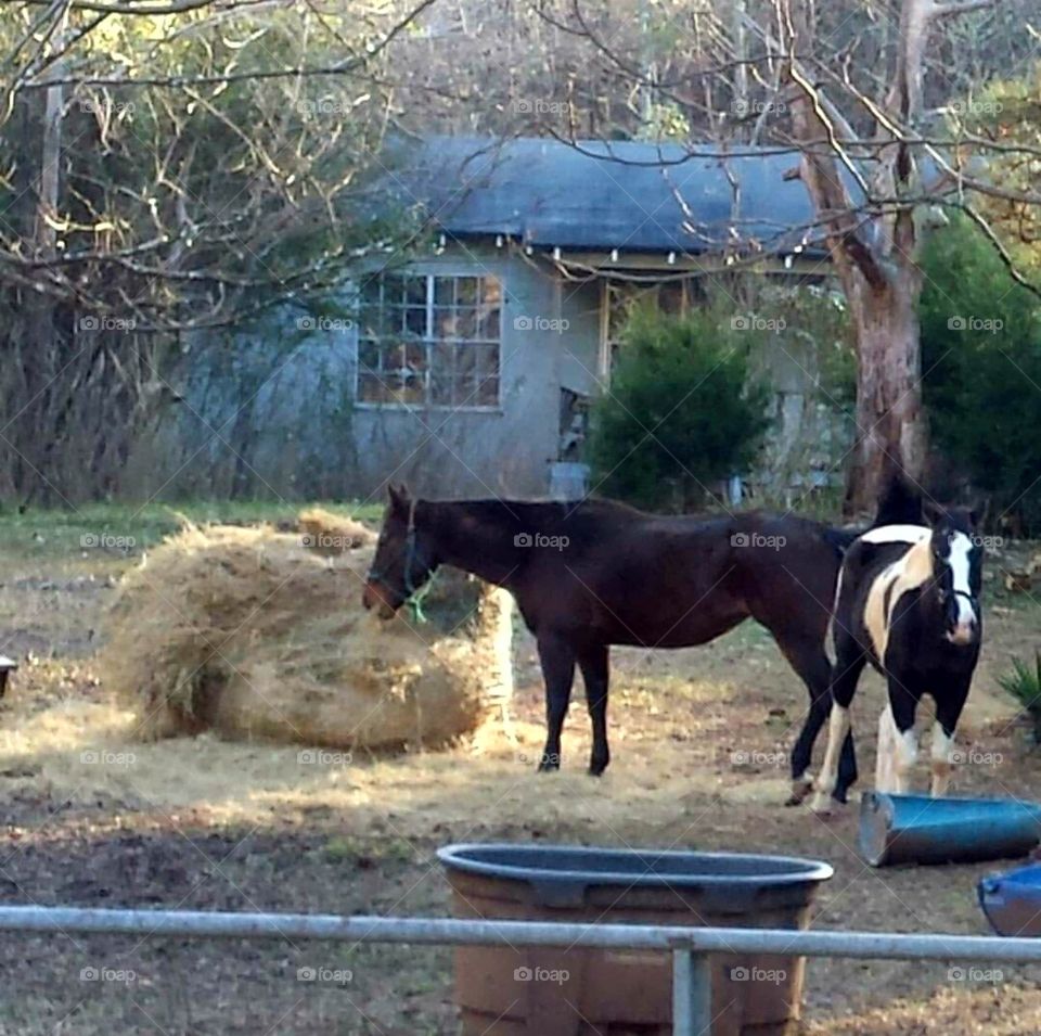 Majestic horses