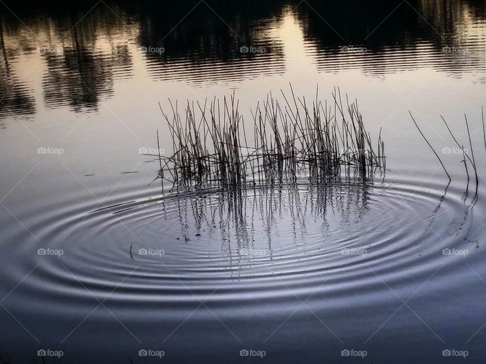 Ripples and Serenity