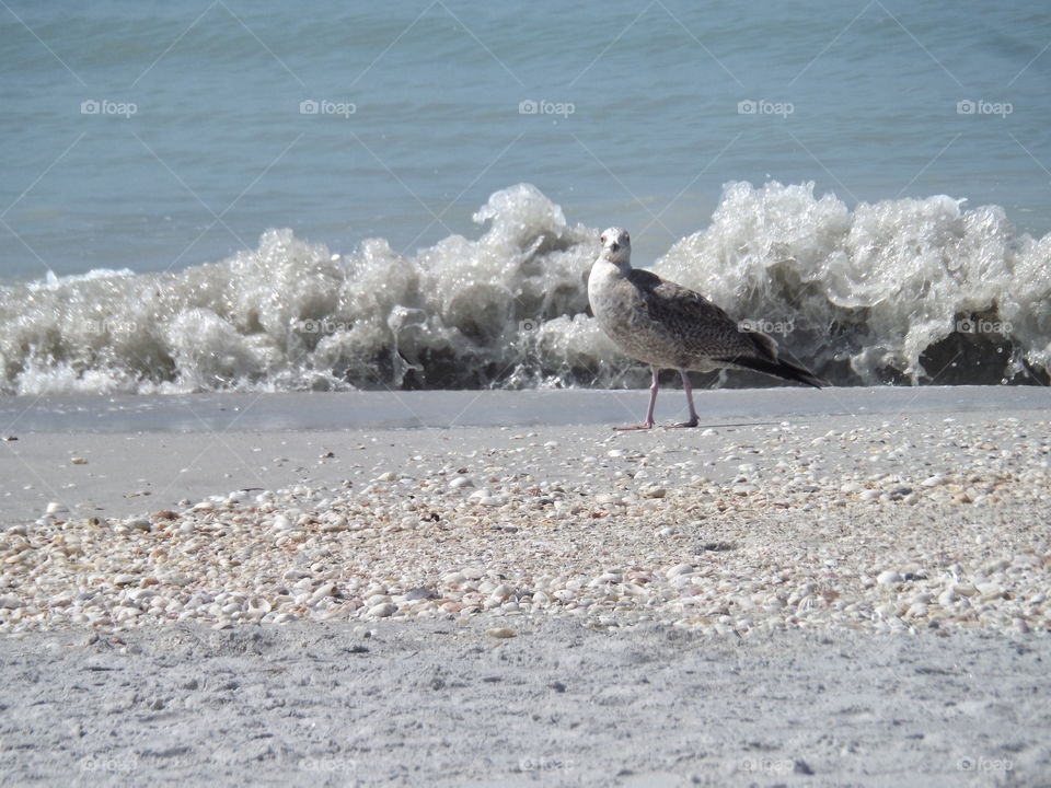 Gull Before The Wave. Gasparilla Island State Park
