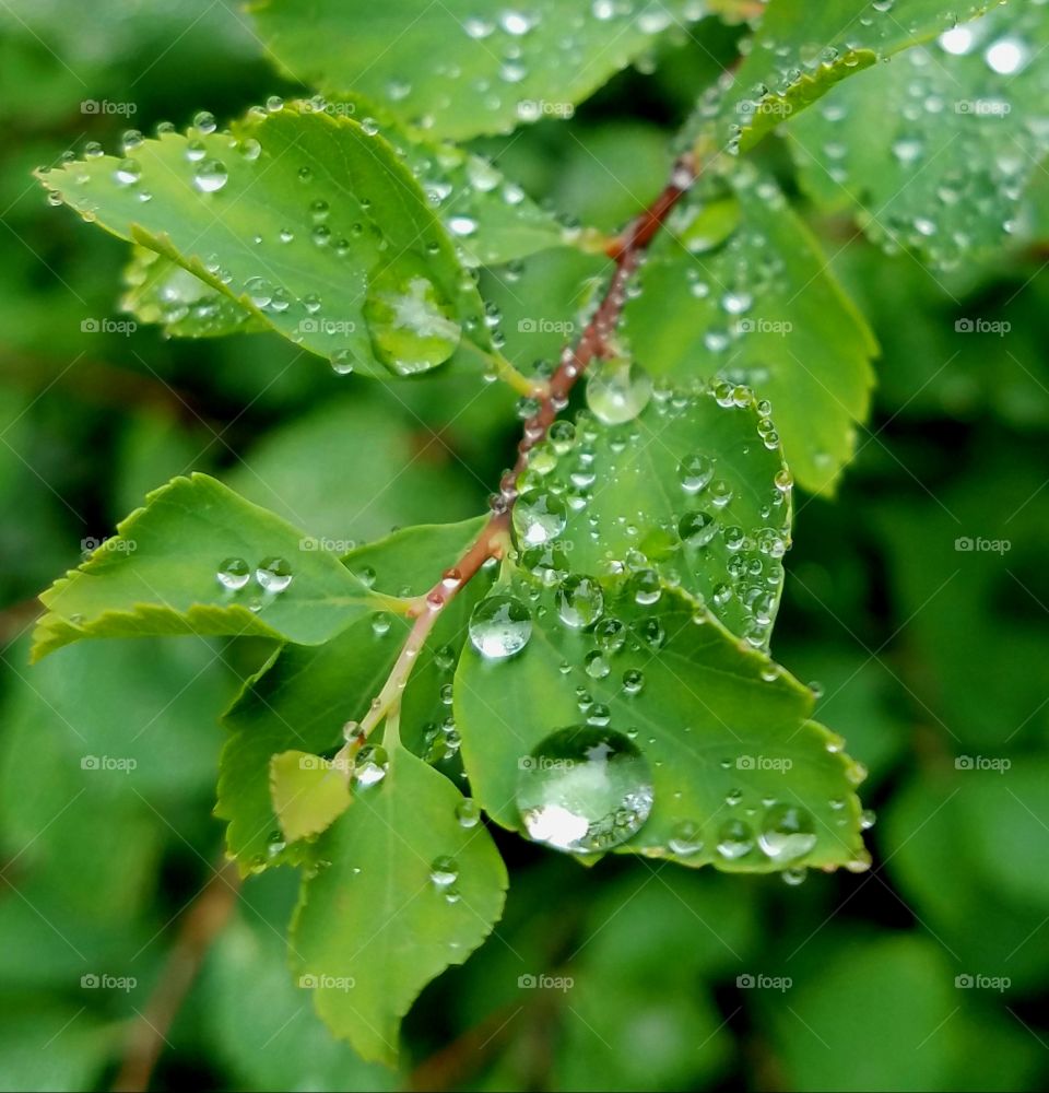 green leaves covered in raindrops