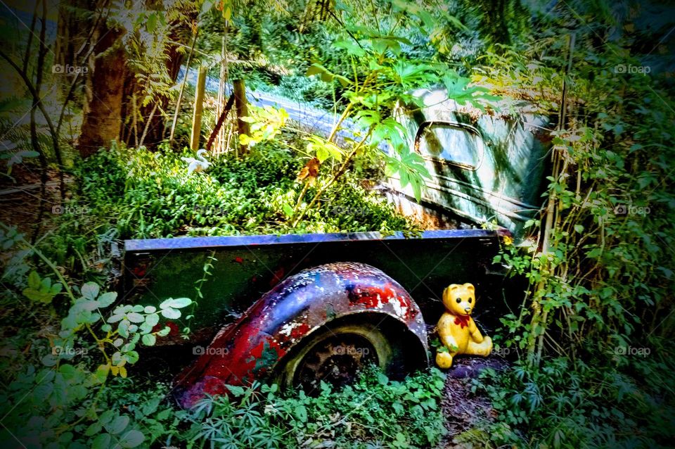 A teddy bear left to keep this old abandoned truck company. The truck is covered with agedvvines from being abandoned.