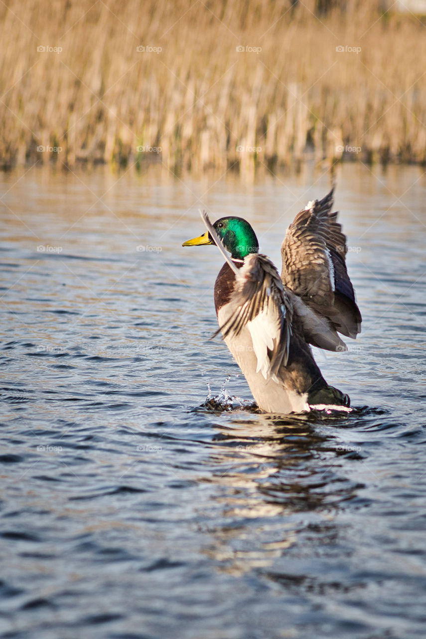 Duck flaping her wings