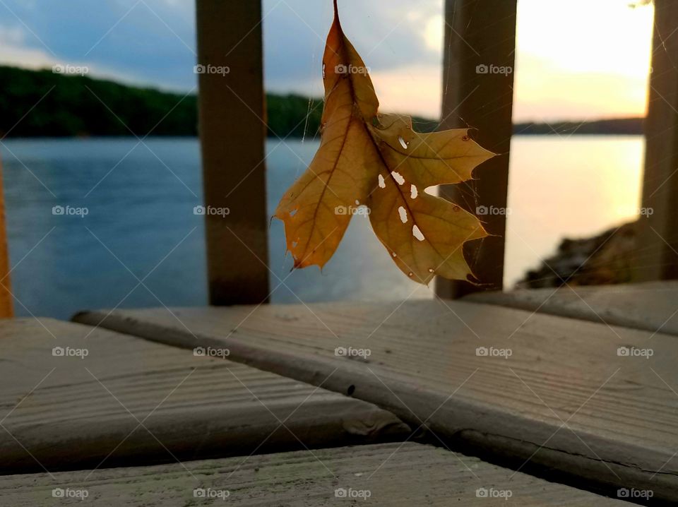 leaf suspended in a spiderweb on the dock  as the sun sets