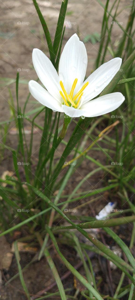 White flower