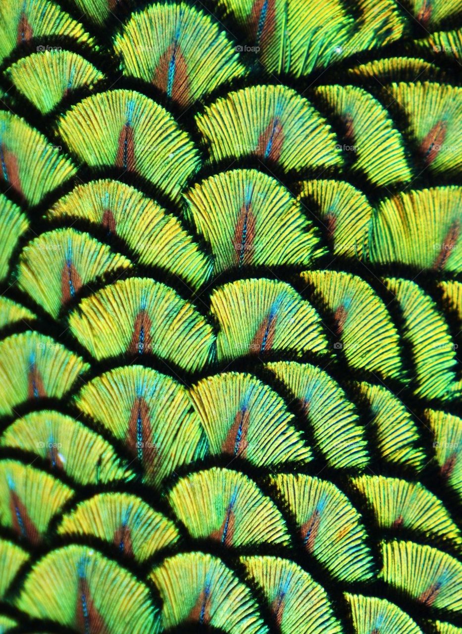 Peacock Feathers