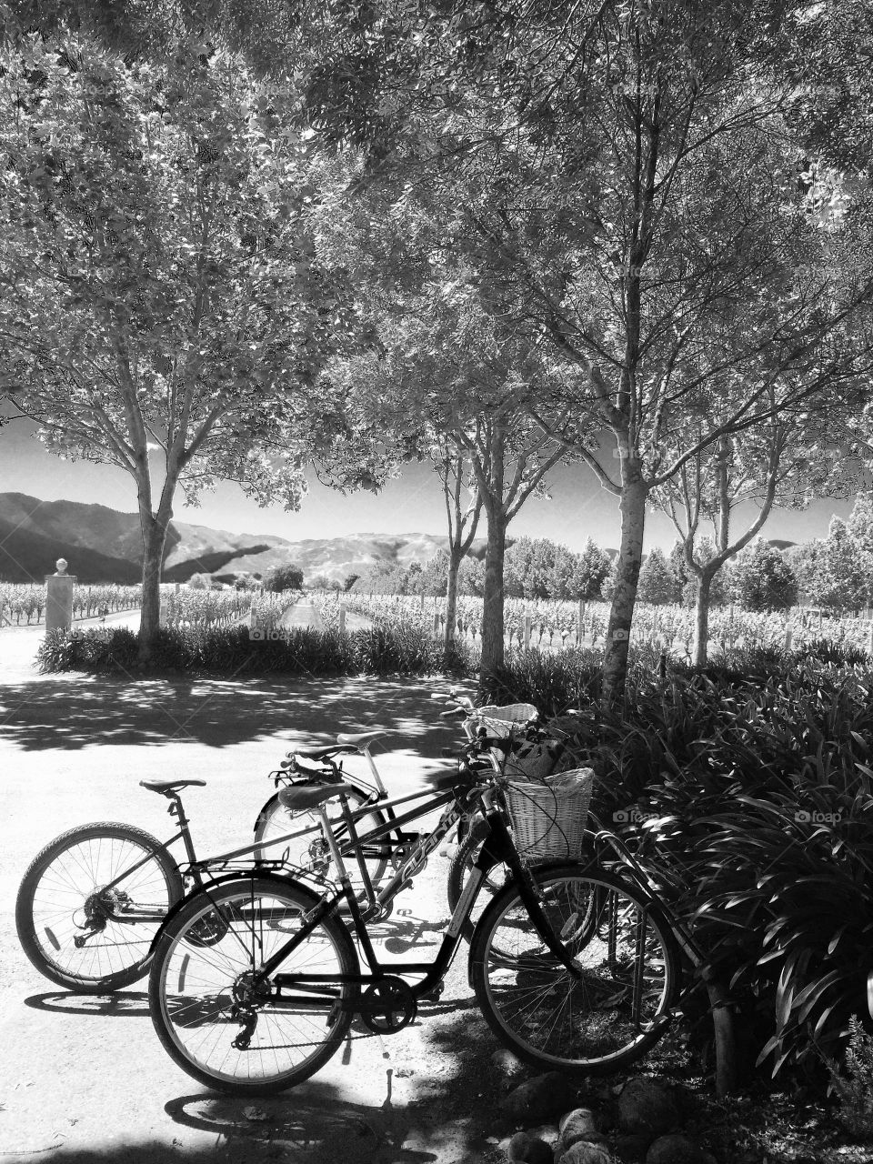Bicycles in the shade