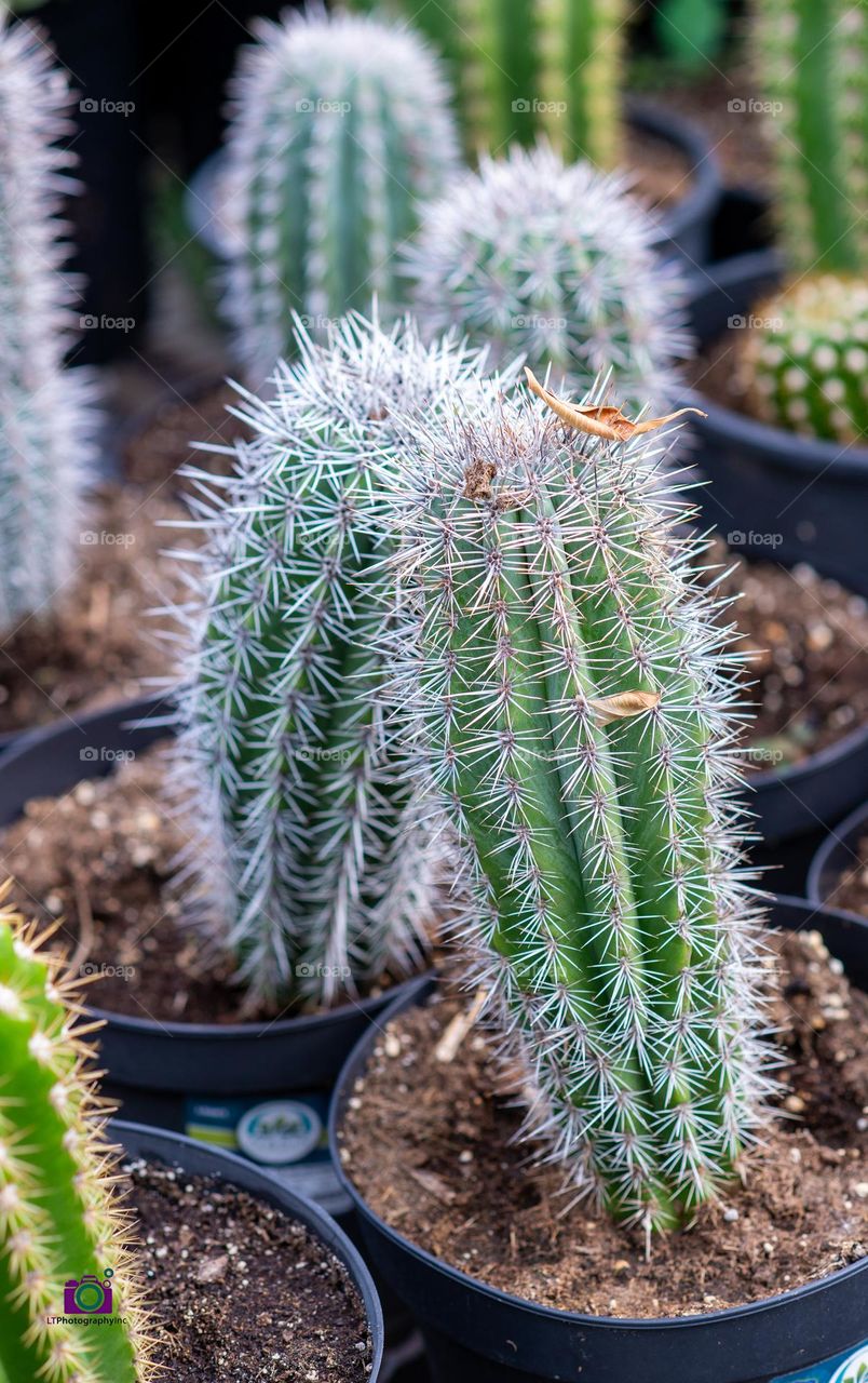 Many Prickly cactuses in pots up close 