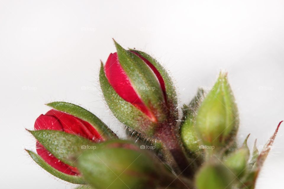 Flower buds against white background