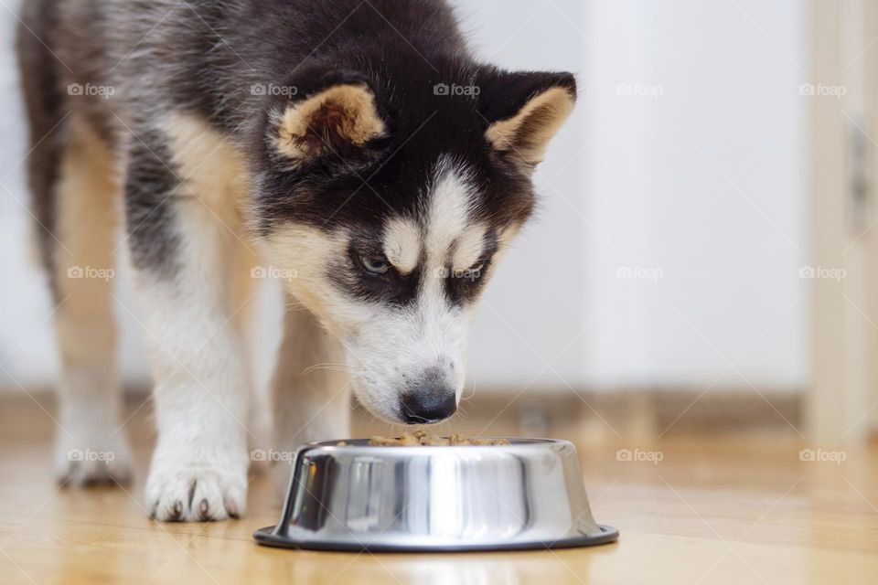 Cute Husky puppy eating from a bowl at home. The puppy is eating food. Adorable pet