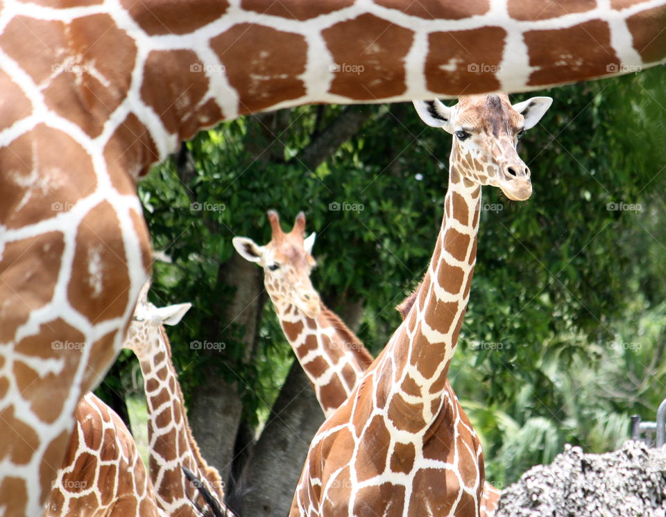 Giraffe framed by multiple giraffes 