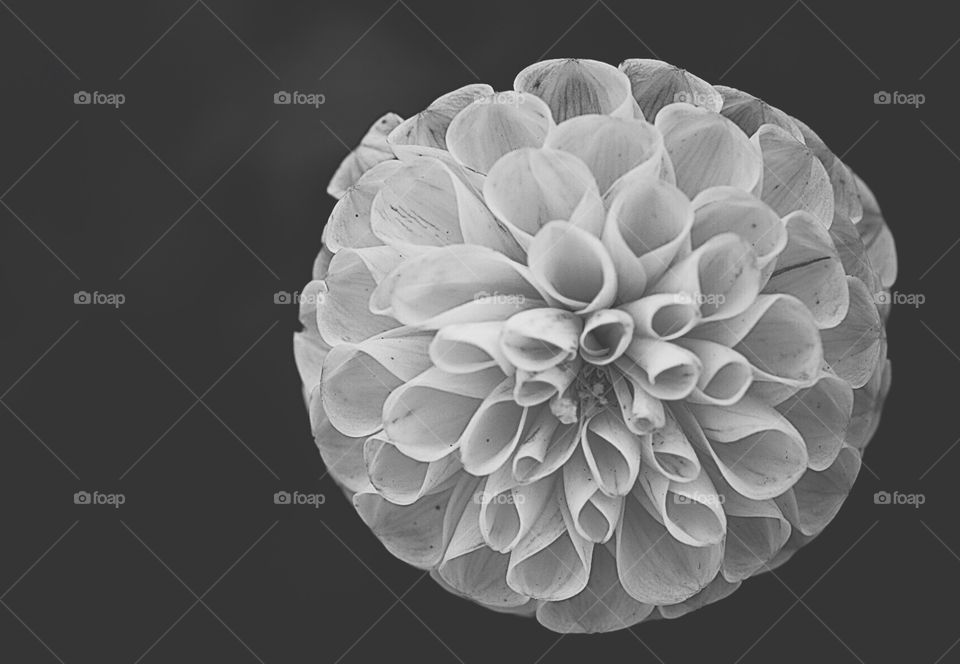 Monochrome Portrait Of A Flower, Details Of A Flower, Flower Petals In Black And White, Details Of The Flower, Macro Flower Shot, Flower In Nature, Flower In The Garden, Closeup Of A Dahlia Flower