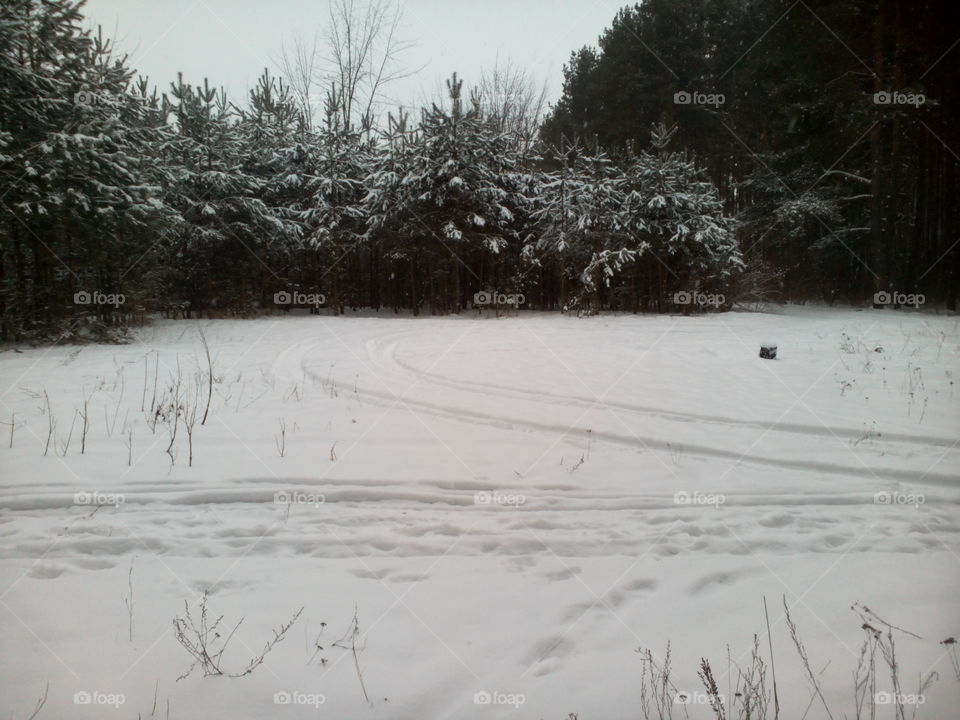 Winter, Snow, Landscape, Cold, Tree