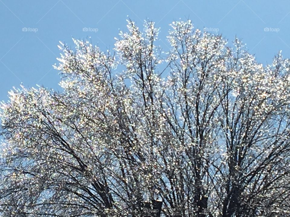 Winter Tree