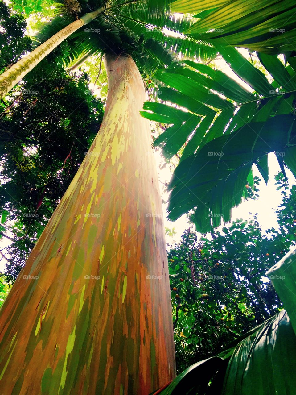 Hawaiian Rainforest Trees