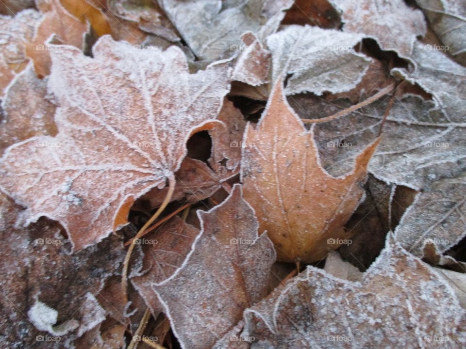 Frost ice leaves 