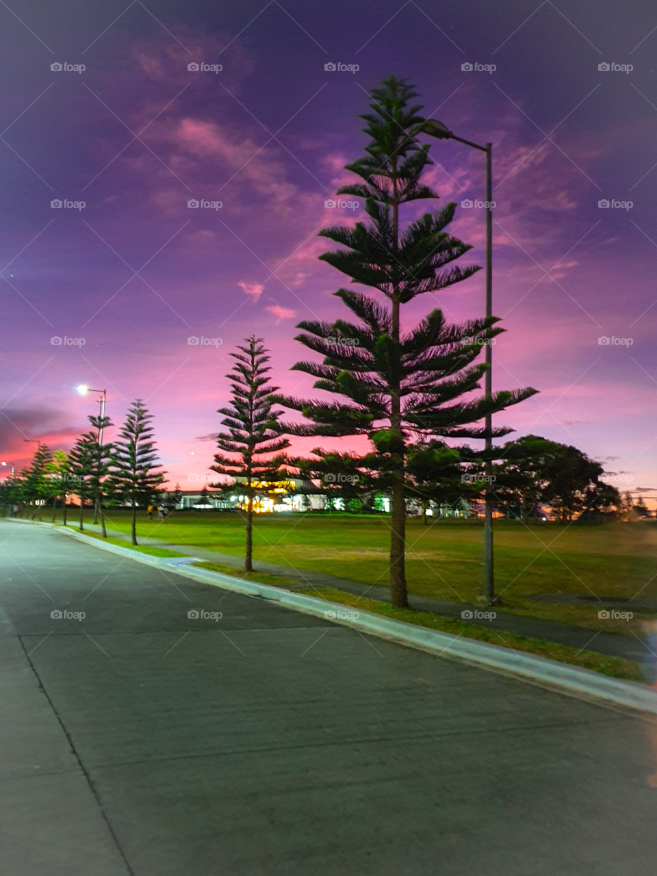 pine tree under a pinkish sky