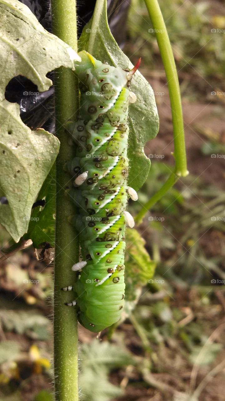 Caterpillar, Larva, Insect, Leaf, Nature