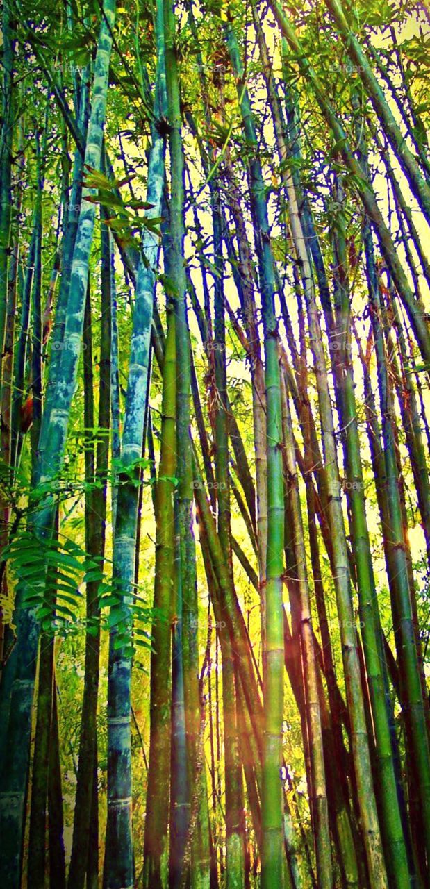 Bamboo Jungle. Looking up into the bamboo .