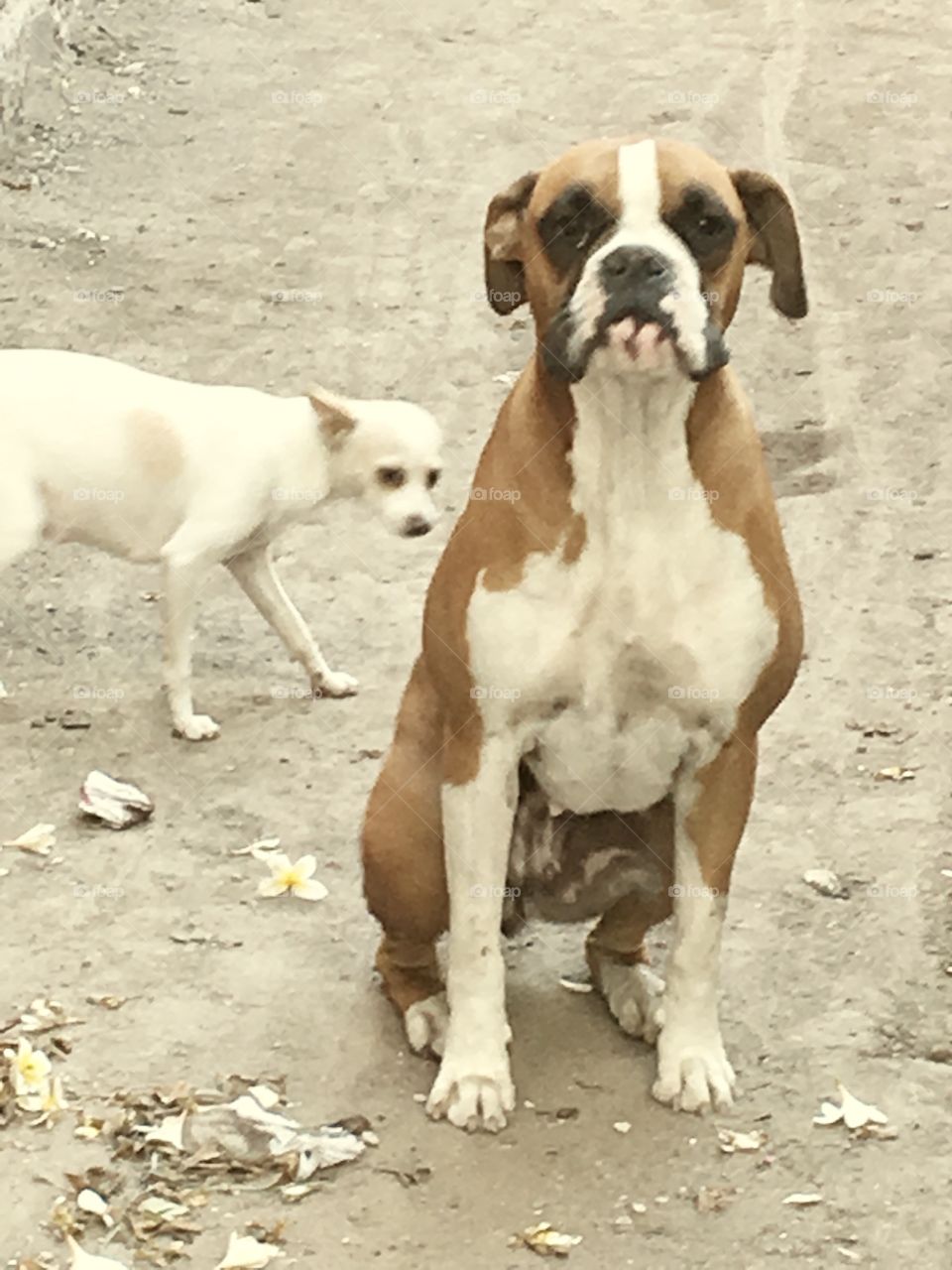 Dog, Mammal, Canine, Pet, Cute