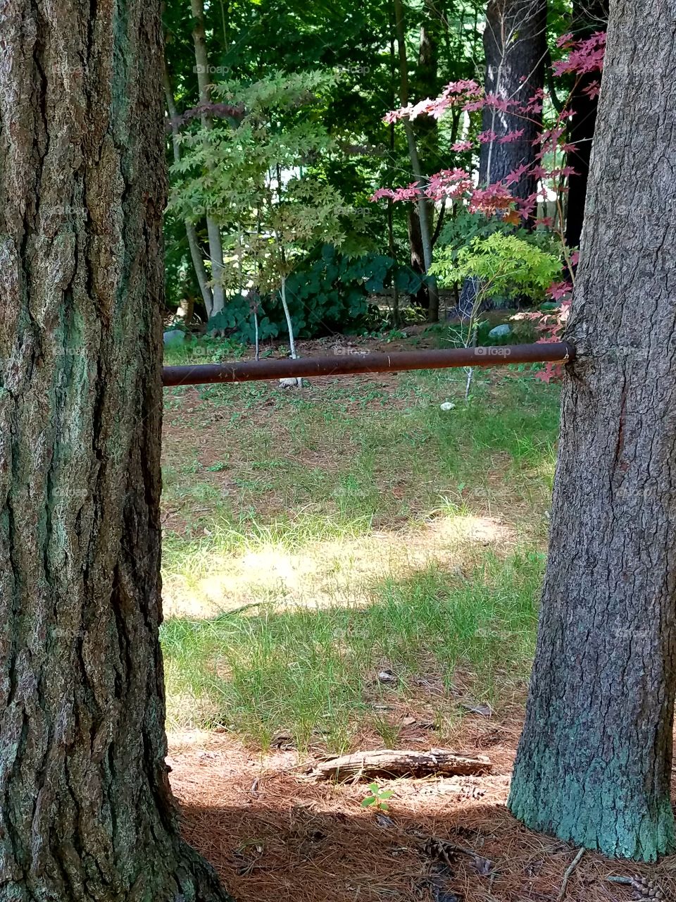 Pipe into two Pine Trees for play time years ago for children.