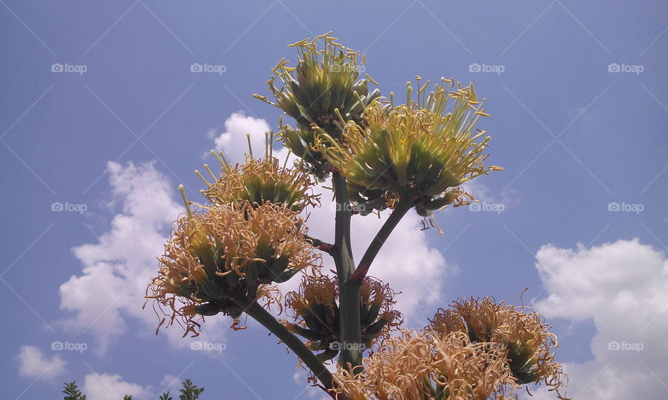 flower on clouds