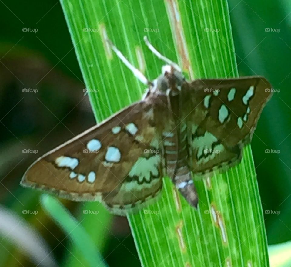 Green outlined moth