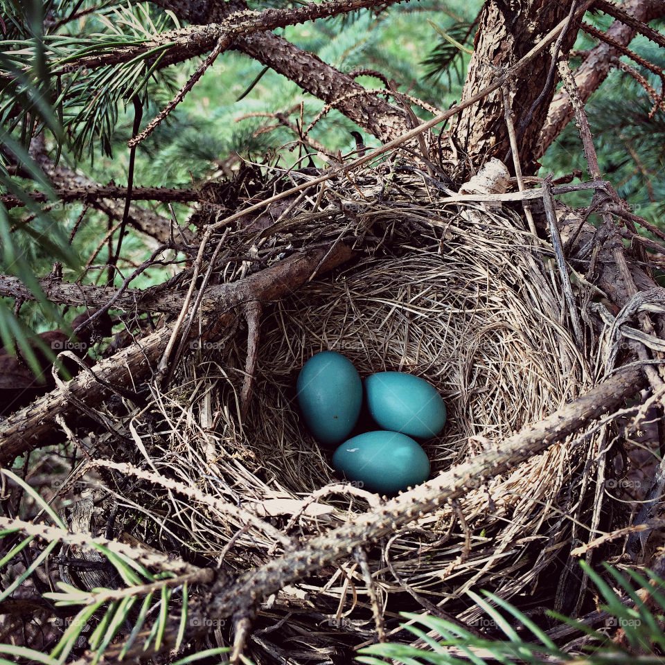 nest