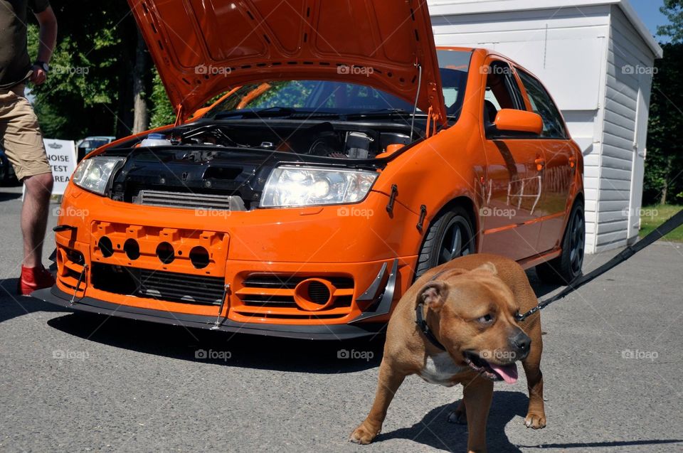 Race car dog