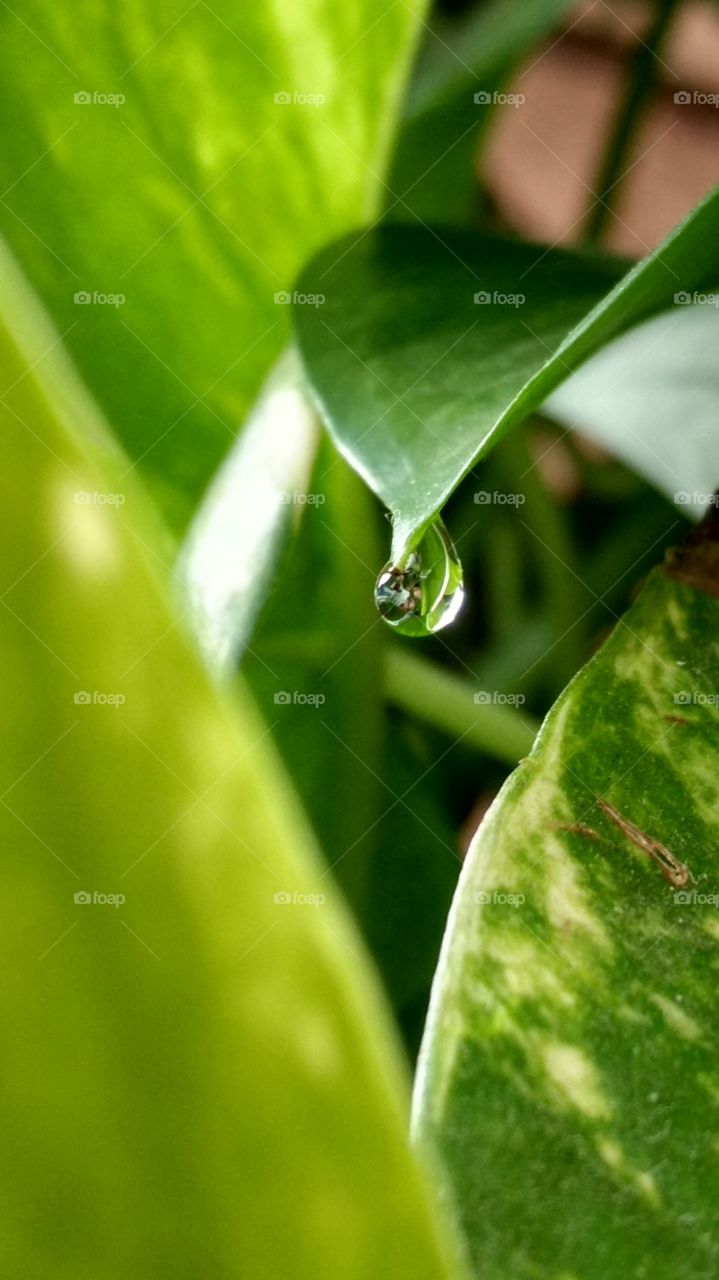 green color story water drop